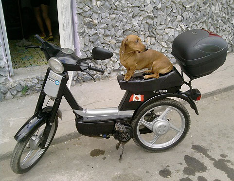 Vespinos en Cuba. Roberto Vega